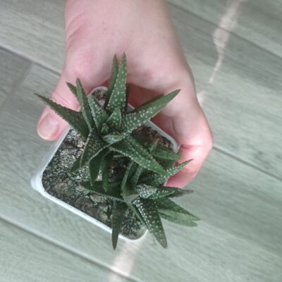 Хавортия Haworthia pumila, сеянец А. Тельпешева - Зображення 4