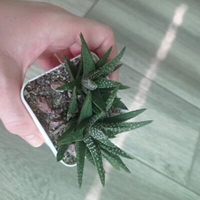 Хавортия Haworthia pumila, сеянец А. Тельпешева - Зображення 3