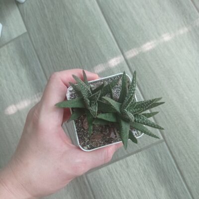 Хавортия Haworthia pumila, сеянец А. Тельпешева - Зображення 2