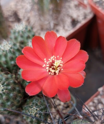 Mediolobivia iscayachensis - Зображення 3