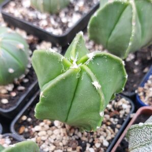 Astrophytum myriostigma v. nudum