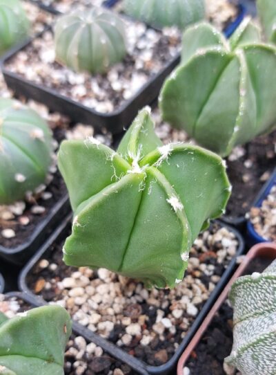 Astrophytum myriostigma v. nudum