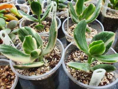 Crassula ovata tricolor
