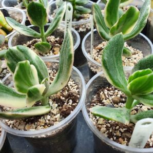 Crassula ovata tricolor
