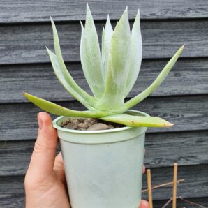 Dudleya brittonii