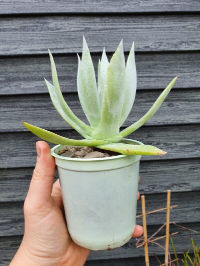 Dudleya brittonii