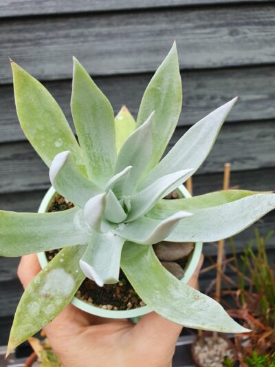 Dudleya brittonii - Зображення 2