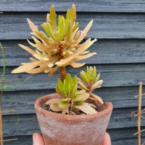 Kalanchoe laciniata
