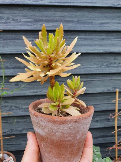 Kalanchoe laciniata