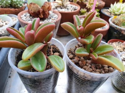 Peperomia graveolens