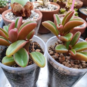 Peperomia graveolens