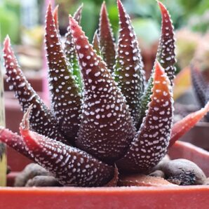 Haworthia attenuata var.clariperla