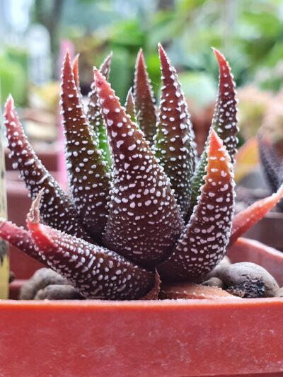 Haworthia attenuata var.clariperla