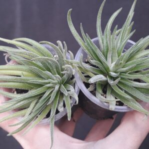 crassula hirta