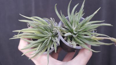 crassula hirta