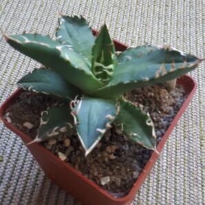 Agave titanota FO76