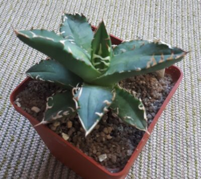Agave titanota FO76