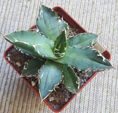 Agave titanota FO76 - Зображення 2