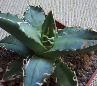 Agave titanota FO76 - Зображення 3