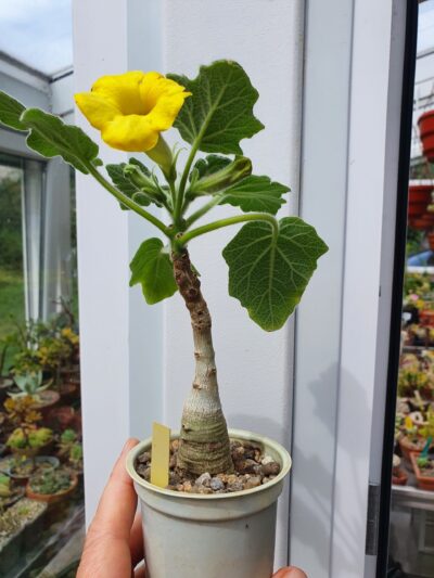 Uncarina roeosliana - Зображення 3