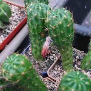 Lobivia hertrichiana v.hertrichiana