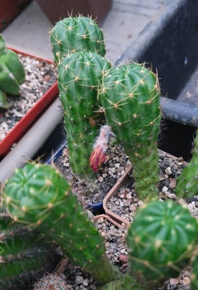 Lobivia hertrichiana v.hertrichiana