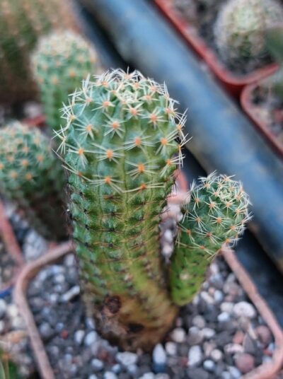 Mediolobivia iscayachensis
