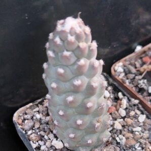Tephrocactus articulatus v.diadematus f. inermis