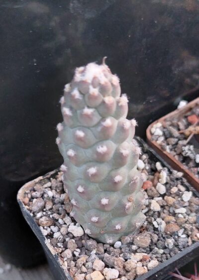 Tephrocactus articulatus v.diadematus f. inermis