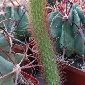 Cleistocactus smaragdiflorus | 16