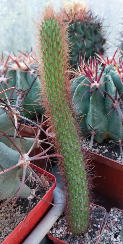 Cleistocactus smaragdiflorus