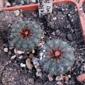 Frailea asteroides | 9