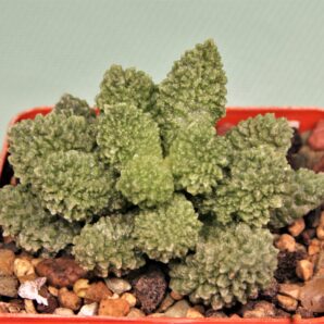 adromischus-marianae-v.herrei-cq460-2
