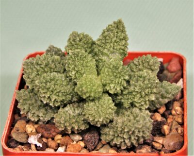 adromischus-marianae-v.herrei-cq460-2