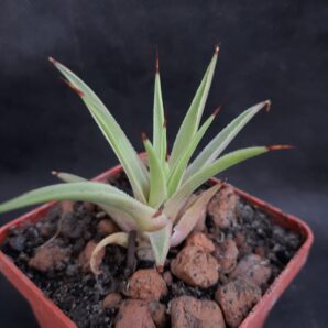 Agave stricta Nana