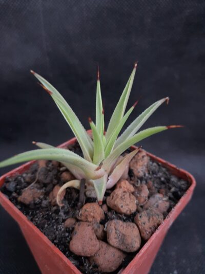 Agave stricta Nana
