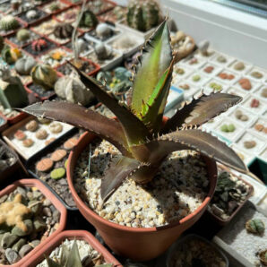 Agave titanota 'Red Catweazle'