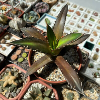 Agave titanota 'Red Catweazle' - Зображення 2