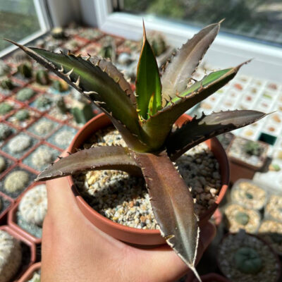 Agave titanota 'Red Catweazle' - Зображення 3