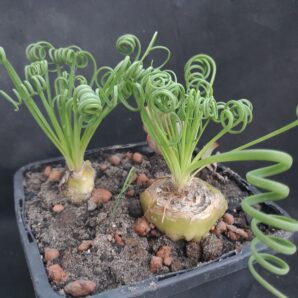 Albuca spiralis | 6