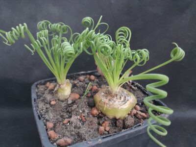 Albuca spiralis