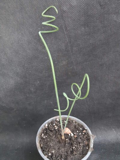 Albuca spiralis - Зображення 2