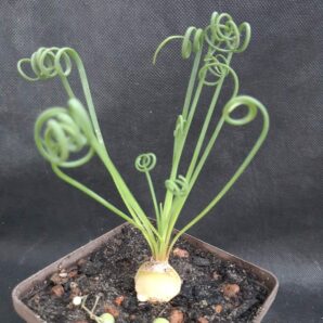 Albuca spiralis