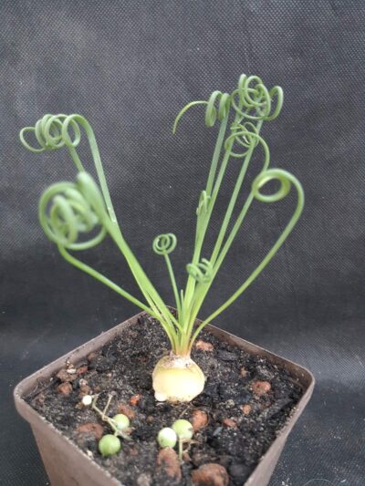 Albuca spiralis