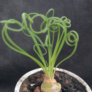 Albuca spiralis | 7
