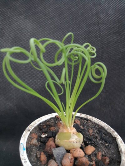 Albuca spiralis