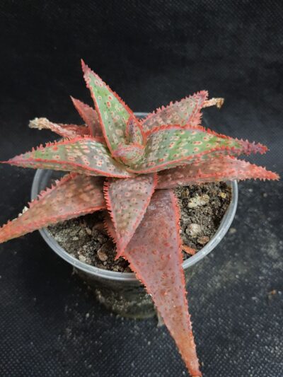 Aloe 'Christmas Carol'