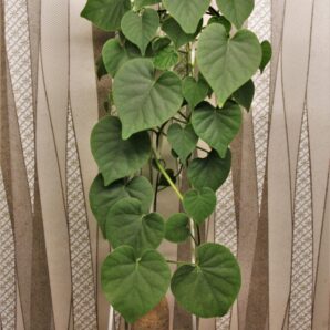 argyreya-collinsii.-convulvulaceae.-thailand