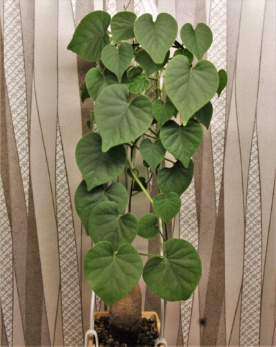 argyreya-collinsii.-convulvulaceae.-thailand