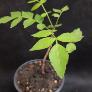 Bursera fagaroides | 18